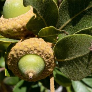 Quercus chrysolepis – Canyon Oak – Maul Oak – Canyon Live Oak – Goldencup Oak – Oak – get a quote