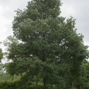 Quercus x hispanica – Quercus x pseudosuber – Spanish Oak – Oak – get a quote