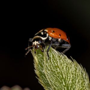 Convergent Lady Beetle – Hippodamia convergens get a quote