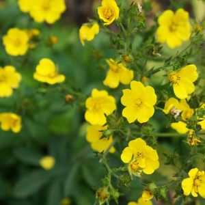 Potentilla ‘Gold drop’ – Buttercup shrub – get a quote