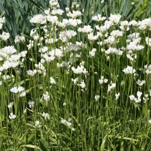 Allium zebdanense – Onion get a quote