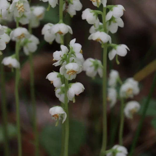 Chimaphila japonica – Prince’s Pine – get a quote