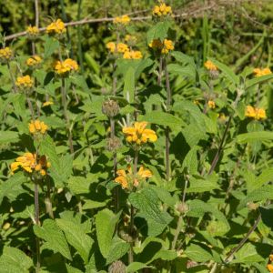 Phlomis longifolia var. bailanica – get a quote