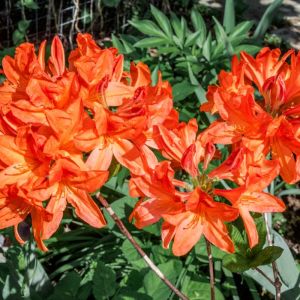 Rhododendron ‘Spek’s Orange’ – Azaleas – get a quote