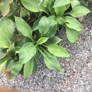 Hosta ‘Blue Angel’ – Plantain Lily ‘Blue Angel’ get a quote