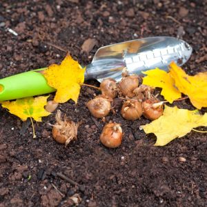 When should you plant fall bulbs get a quote