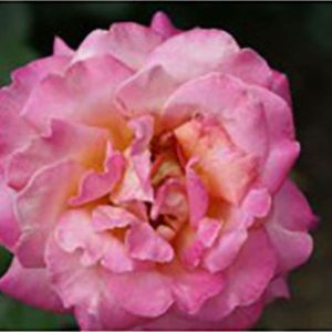 Rosa ‘Chicago Peace’ – Rose ‘Chicago Peace’ get a quote