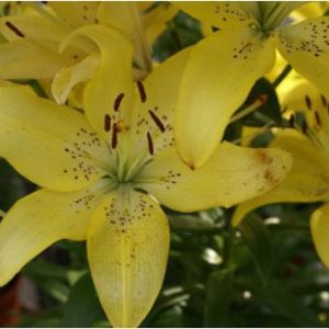 Lilium ‘Lily Royal Delight’ – Lily get a quote