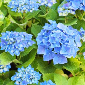 Hydrangea m. ‘Nikko Blue’ get a quote