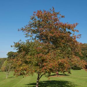 Crataegus phaenopyrum – Crataegus cordata – Washington Hawthorn – Washington Thorn – Hawthorn – May – get a quote