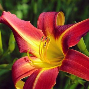 Hemerocallis ‘Red Suspenders’ – Daylily ‘Red Suspenders’ get a quote