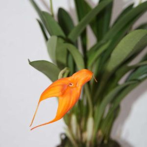 Masdevallia – orchid get a quote