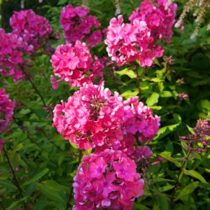 Phlox paniculata ‘Windsor’   – Garden Phlox get a quote