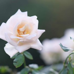 Rosa ‘Michele Meilland’ – Rose ‘Michele Meilland’ get a quote