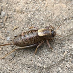 Mormon Cricket – Anabrus simplex get a quote