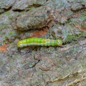 Variable Oakleaf Caterpillar – Heterocampa manteo get a quote