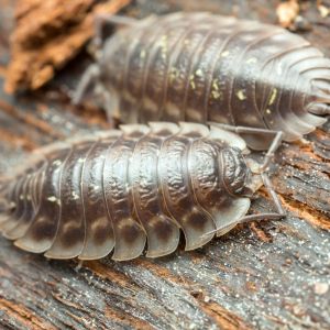 Sowbugs – Porcellio scaber – Porcellio laevis – Onciscus asellus get a quote