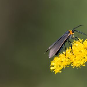 Grapeleaf Skeletonizer – Harrisina Americana get a quote