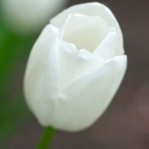 Tulipa ‘Maureen’ – Tulip ‘Maureen’ get a quote