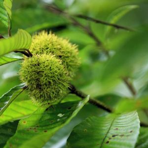 Aesculus – Chinese Chestnut tree – Castanea – Chestnut – Chinquapin – get a quote