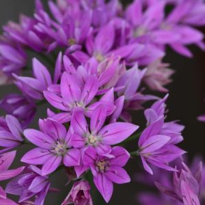 Allium unifolium – Allium marrayanum – Onion get a quote