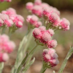 Antennaria dioica ‘Rosea’ ‘ Cat’s ears – Pussy-toes ‘ Ladies Tobacco get a quote