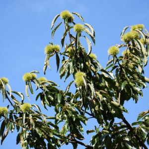 Castanea dentata – American Chestnut – American Sweet Chestnut – Chestnut – Chinquapin – get a quote