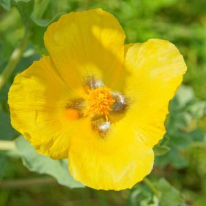 Glaucium flavum – Yellow Horned Poppy – Horned Poppy – Sea Poppy – get a quote