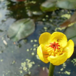 Nuphar polysepala – Spatterdock – Pond Lily – Yellow Pond Lily – get a quote