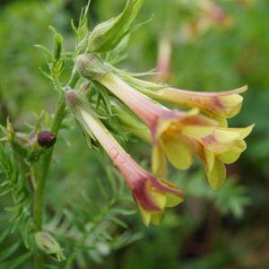 Polemonium pauciflorum – Jacob’s Ladder – get a quote