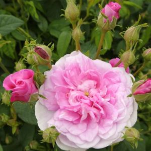 Rosa ‘Ispahan’ – Rose ‘Pompon des Princes’ – Rosa ‘Rose d’Isfahan’ – get a quote