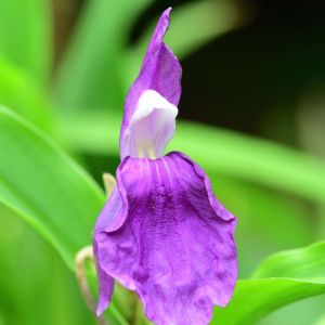 Roscoea purpurea – Roscoea procera – Roscoea purpurea var. procera – get a quote