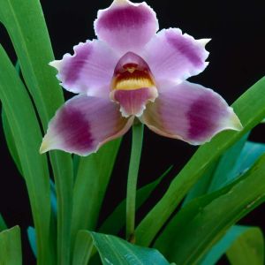 Bollea orchid get a quote