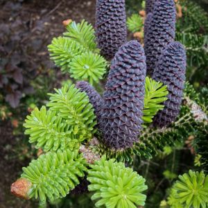 Abies delavayi – Delavay’s Fir – get a quote