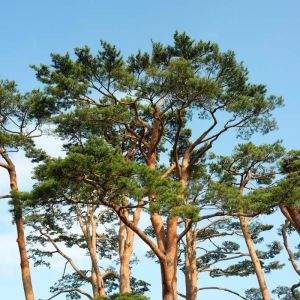 Pinus densiflora – Japanese Red Pine – Pine – get a quote