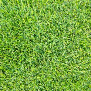 Buchloe dactyloides – Buffalo Grass get a quote