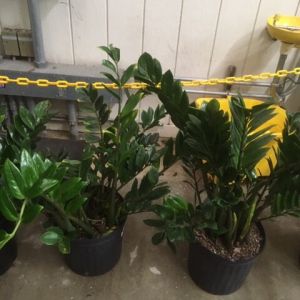 Zamioculcas Zamiifolia – ZZ Plant get a quote