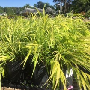 Hakonechloa ‘All Gold’ get a quote
