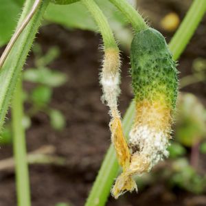 Sclerotinia (White Mold) get a quote