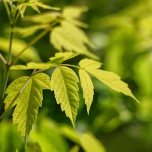 Acer negundo ‘Kelly’s Gold’ – Kelly’s Gold Boxelder – Maple get a quote