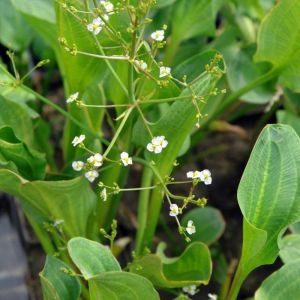 Alisma plantago-aquatica – Mad-dog Weed – Common Water Plantain – Water Plantains get a quote