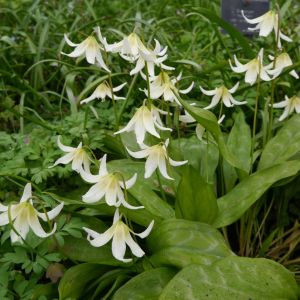 Erythronium californicum ‘White Beauty’ – Erythronium ‘White Beauty’ – Fawn Lily – California Fawn Lily – Dog’s-tooth Violet – Trout Lily – Fawn Lily – get a quote