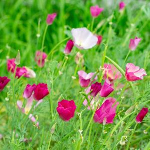 Eschscholzia californica ‘Carmine King’ – California Poppy – California Poppy – get a quote