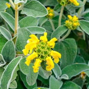 Phlomis lanata – get a quote