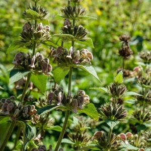 Phlomis samia – Greek Jerusalem Sage – get a quote