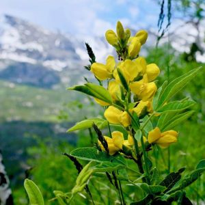 Thermopsis rhombifolia – Thermopsis montana – Mountain False Lupine – get a quote