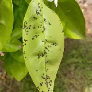 Citrus Blackfly – Aleurocanths woglumi get a quote