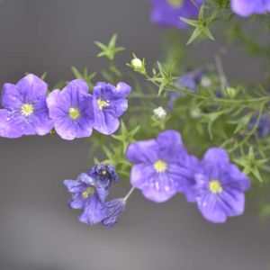 Nierembergia caerulea var violacea – Nierembergia hippomanica – Cup Flower get a quote