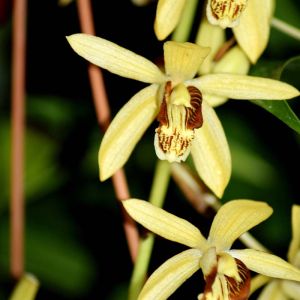 Bletilla – orchid get a quote