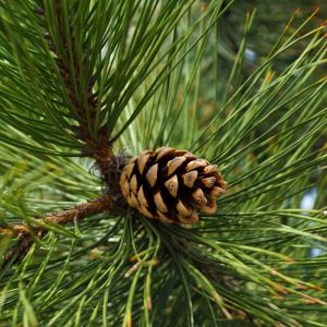 Pinus nigra – Austrian Pine – Austrian Black Pine – European Black Pine – Pine – get a quote
